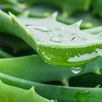 Aloe Vera (σ)